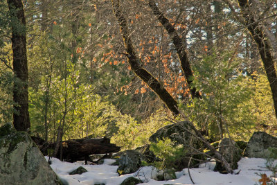 Backlit trees