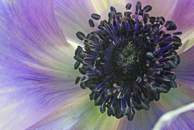 Lavender anemone