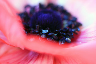 Anemone abstract