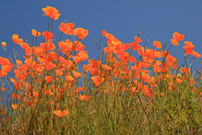 Poppies against the Sky