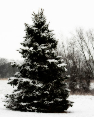 IMG_7657 copy.jpg