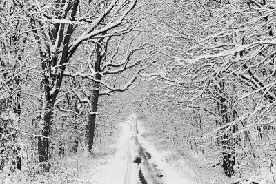 IMG_7691bw.jpg