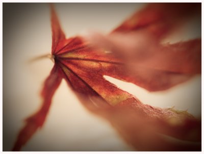 Dying Leaf --- OaklandWoody