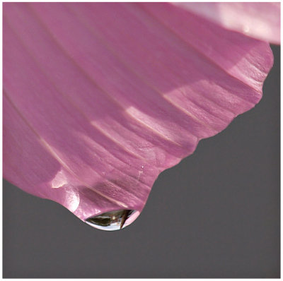 Pink Rain-Shirley