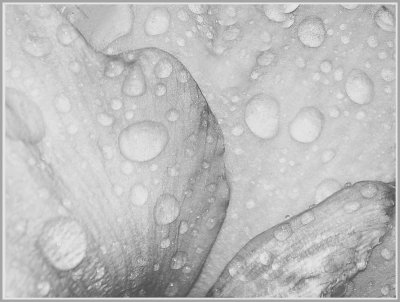 Wet Petals-Shirley