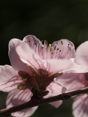 cherry blossom I