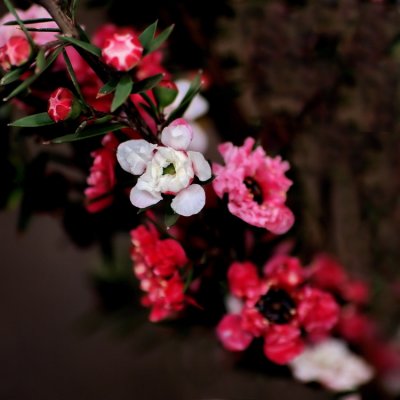 Teabush Flowers