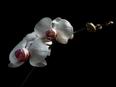 Orchids -Goffen