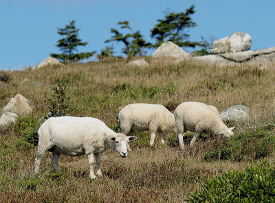 three sheep to the wind - brenda