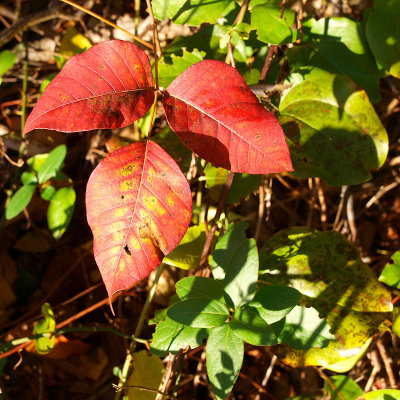 Leaves of three -ArtP