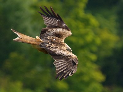 Red Kite diving - Bruce