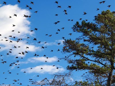 Starlings on the move - Catman
