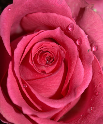 rain drops on rose(s) - brenda