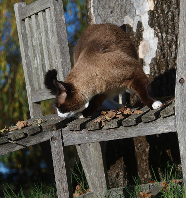 body language:  down - Catman