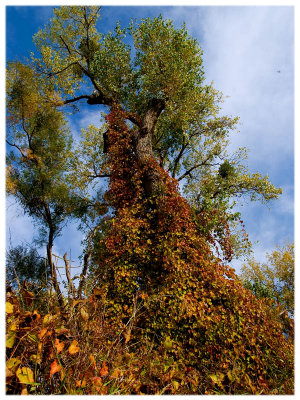 Climbing Vines by Carlo