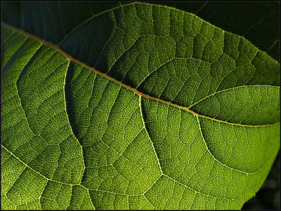 leaf - brent