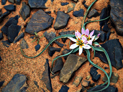Desert Flower by JAF