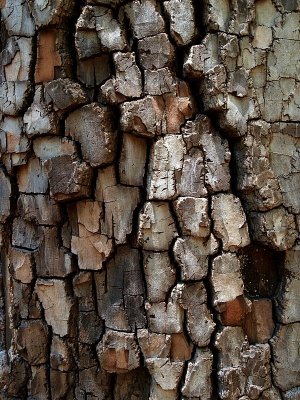 tree bark - Don