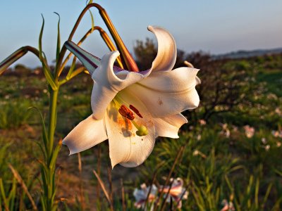 Curved petals by Dennis