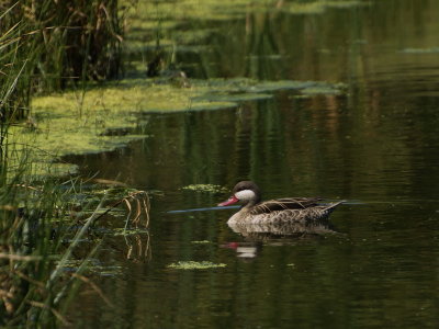 Gifts of Nature -Tranquillity - (CB)