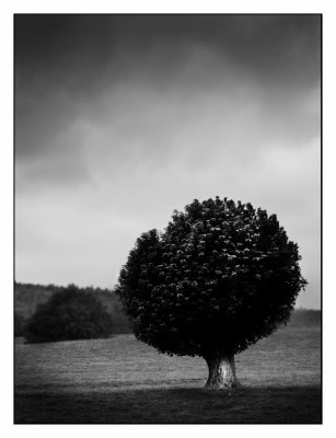 Chatsworth Tree, Alistair