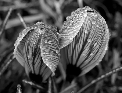 early spring rain - brenda