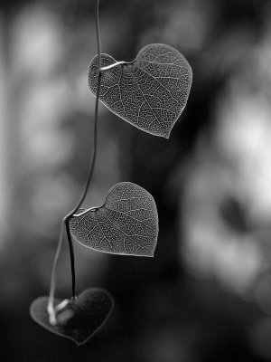 Leaves - Geophoto