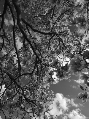 Magnolia sky - Bruce