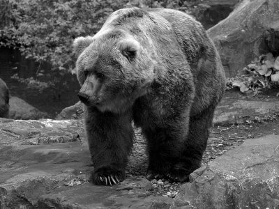 Kodiak bear - Geophoto