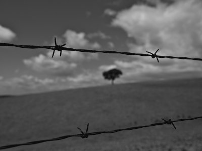 BarbWire by JAF