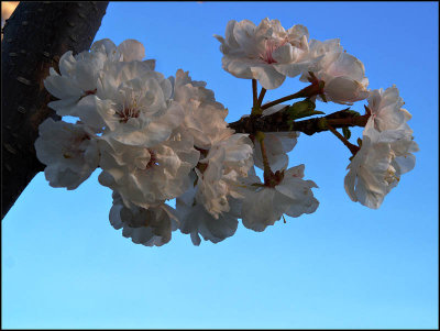 cherry blossoms - brent