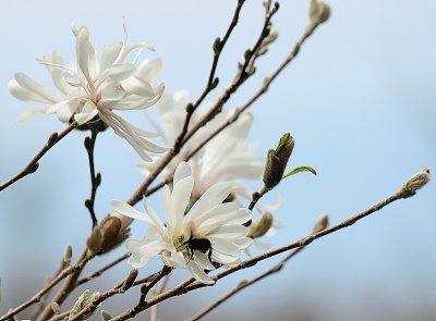 star magnolia and guest - brenda
