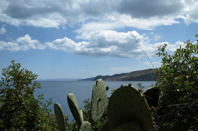 Prickly Pear - BarryRS