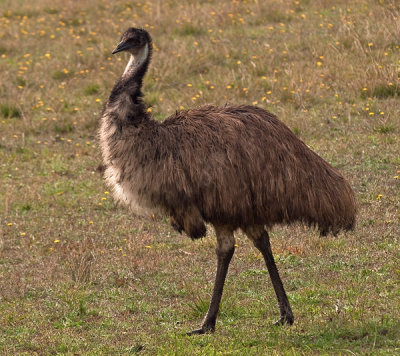 Old man emu by Dennis