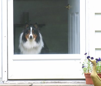 How much is that doggy in the window? -ArtP