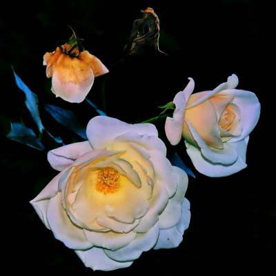The Rose (Bette Midler) - CB