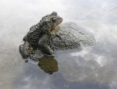 no toad is an island - brenda