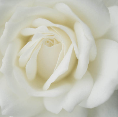 white rose - brent