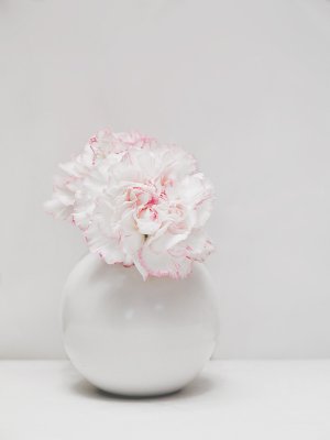 A Pink Carnation-Shirley