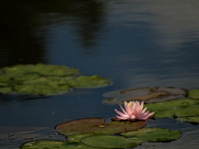 Water Lily - Stefan