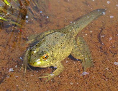 a young amphibian's tale - brenda