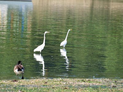 2 egrets and a goose -ArtP