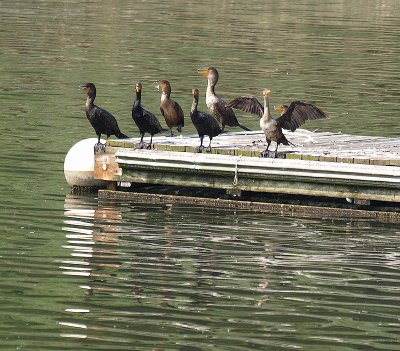 Sittin on the dock -ArtP