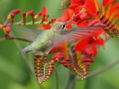 hummer and crocosmia - placeholder