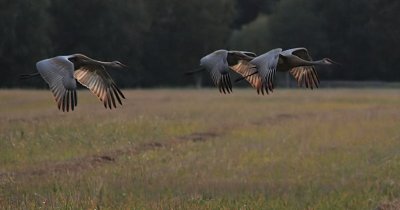 Sandhill Cranes Flying Over a Field by Shirley