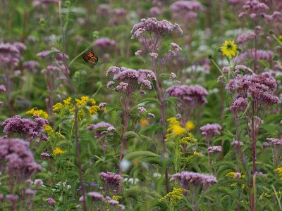 Flutterby in the Flowers-Shirley