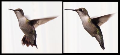 hummingbird flight study - brenda