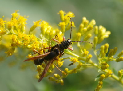 the wasp and beetle.jpg