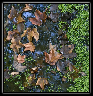 leaves in water - brent