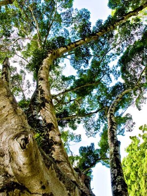 resting under        Katherine